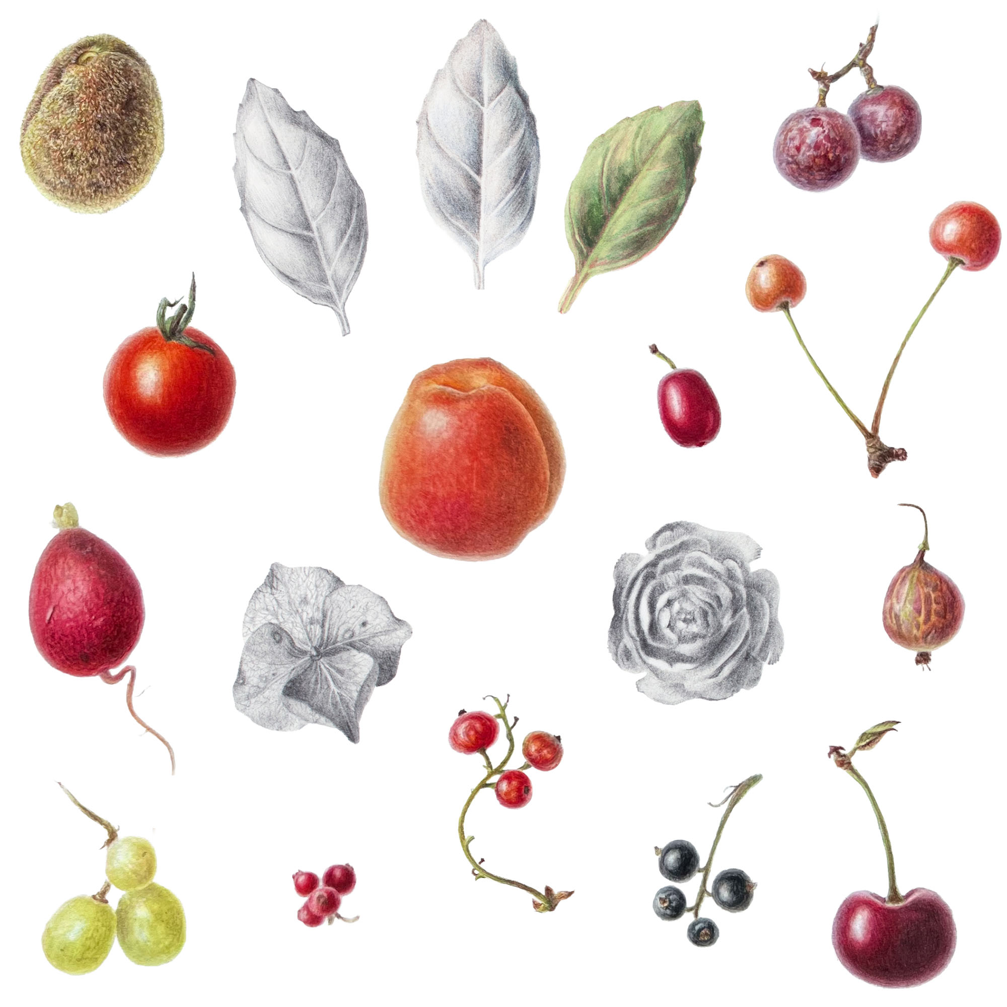 A sheet of small botanical studies in watercolour and pencil by Daria Beizerov — the kind of subjects you’ll paint in the atelier