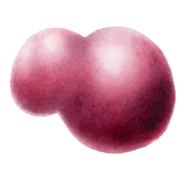 Botanical watercolour study by a participant, spring 2026 Mentoring round