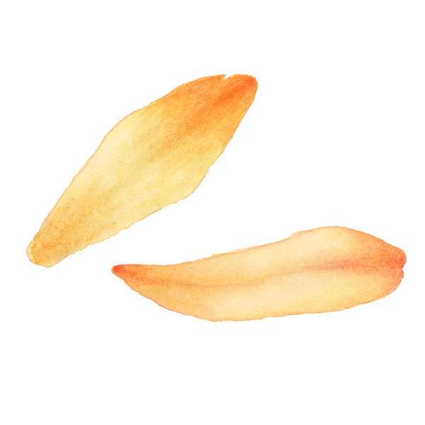 Botanical watercolour study by a participant, spring 2026 Mentoring round
