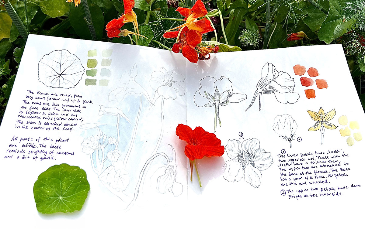 Botanical journal with field sketches, colour studies, and a living nasturtium plant