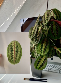 Completed Maranta watercolour held next to the living plant for comparison