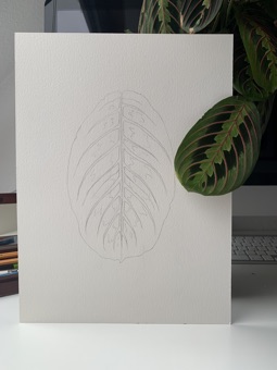 Pencil sketch of a Maranta leaf on archival paper