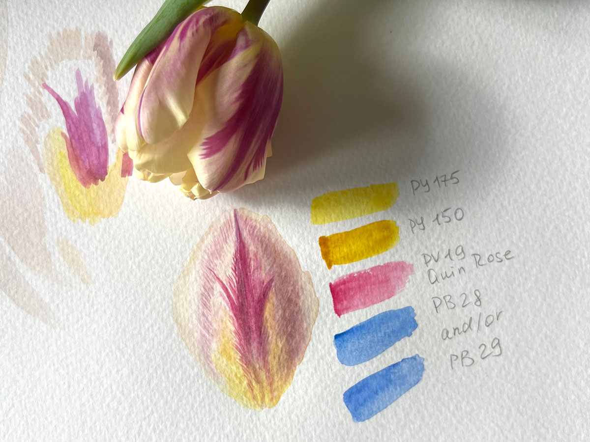 Tulip colour study with pigment swatches and codes — PY175, PV19, PB28