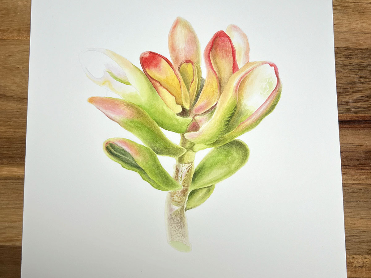 Crassula watercolour in progress — layers of colour building up