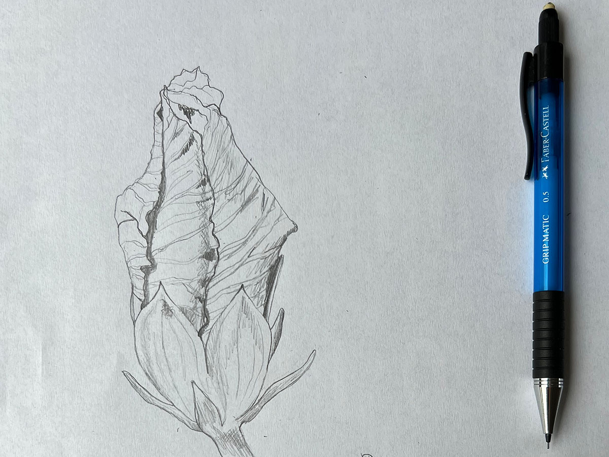 Detailed pencil sketch of a botanical study