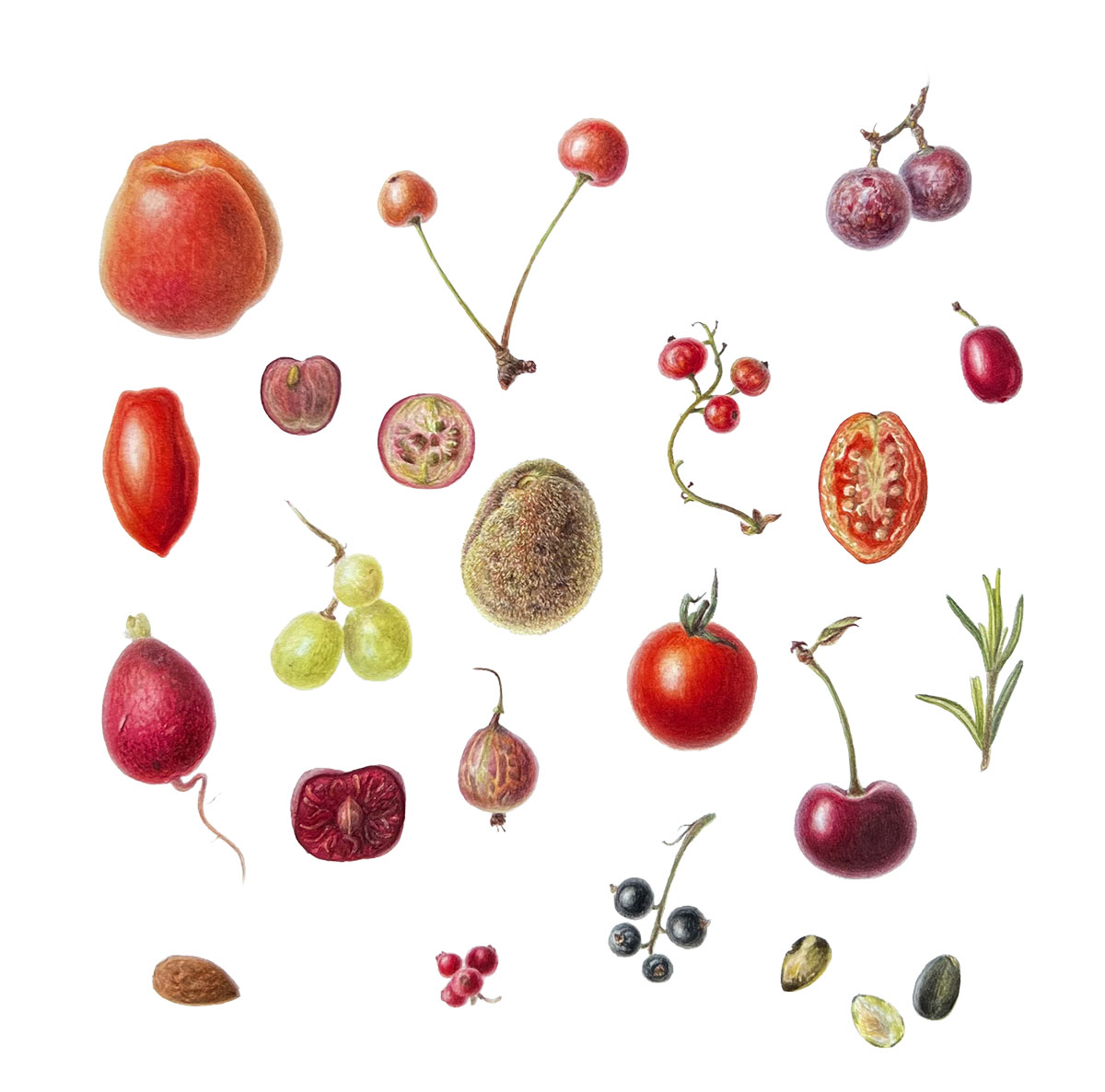 Botanical study progression — from pencil sketch to finished watercolour beside the living leaf