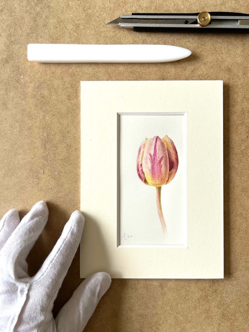 Watercolour of a tulip set into a cream mount, with bone folder and cutter above and a cotton-gloved hand below