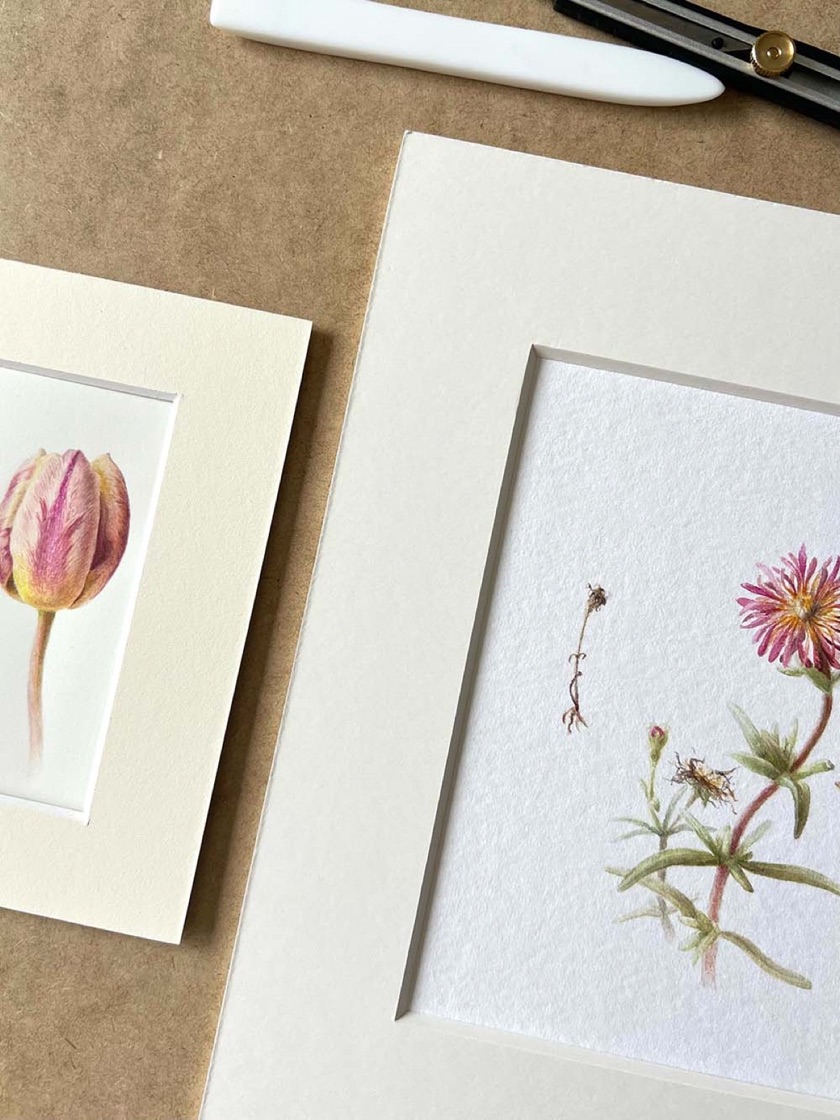 Two watercolours in cream mounts side by side — a tulip and an aster — ready to be framed