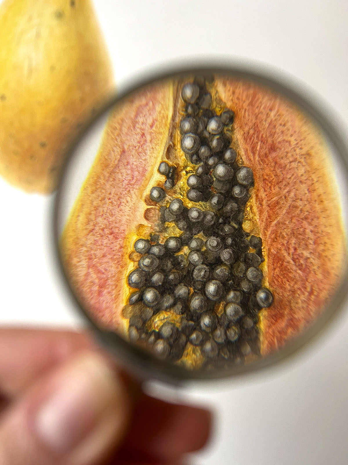 Carica papaya — Close-up detail of the opened fruit, botanical watercolour by Daria