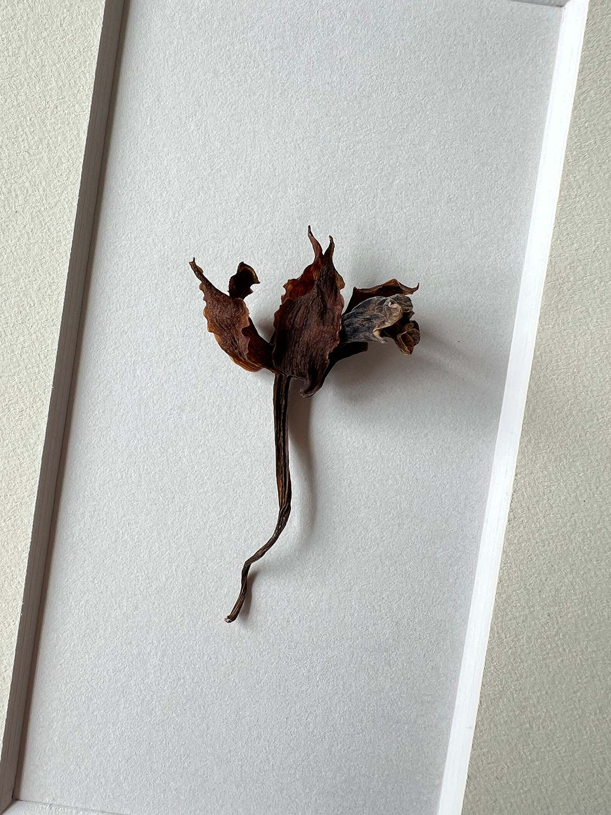 The last dried flower of the Zygopetalum Hybrid, preserved in a small box