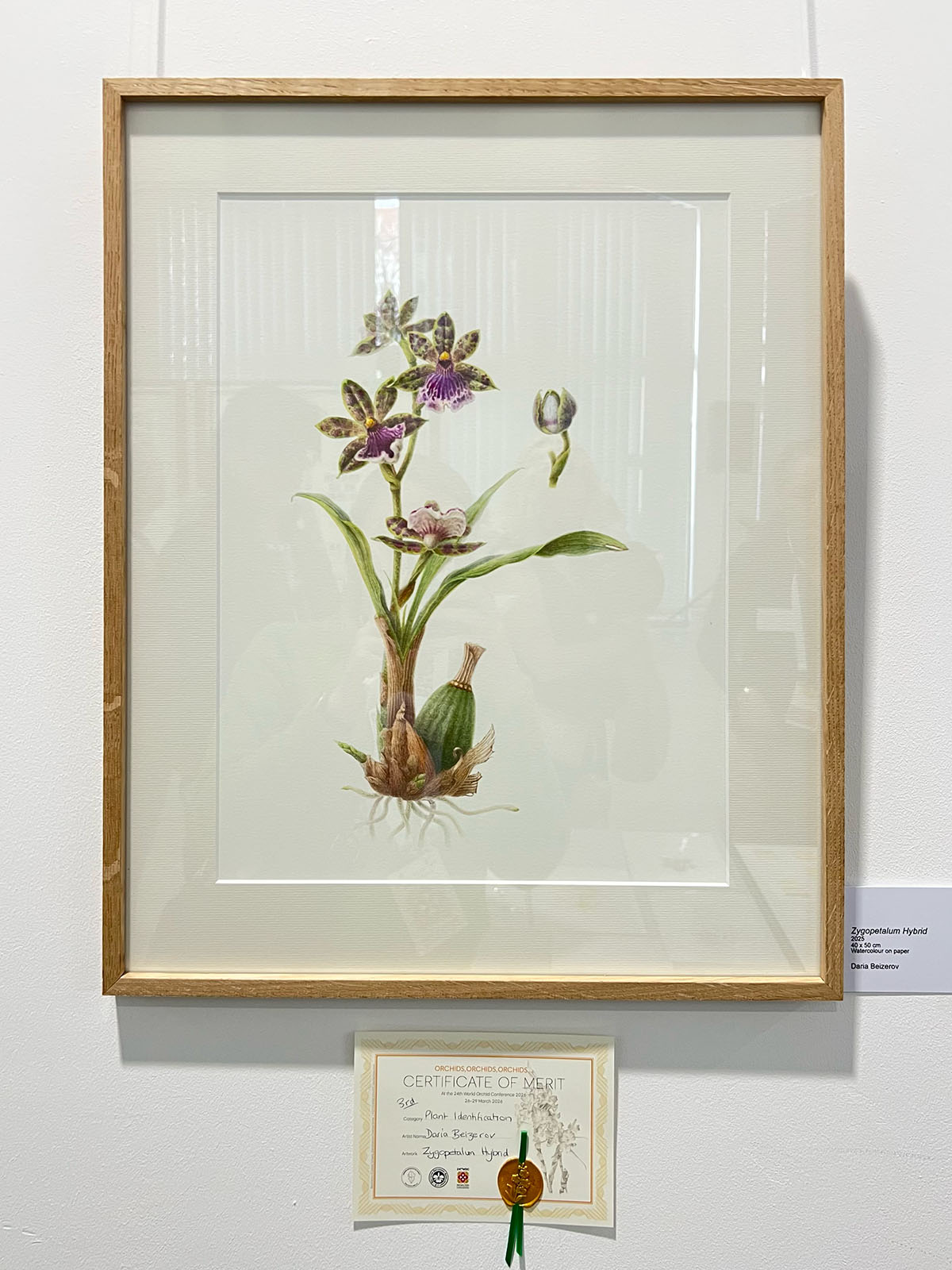 Zygopetalum Hybrid by Daria Beizerov — framed botanical watercolour on the exhibition wall at the 24th World Orchid Conference in Dresden, with Certificate of Merit