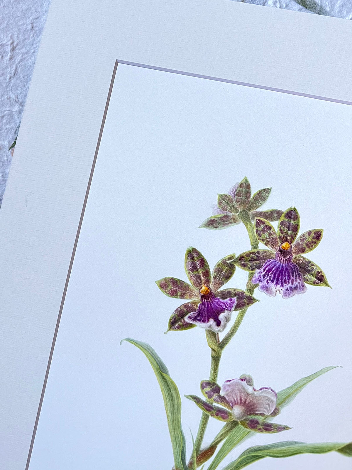 Detail of the framed Zygopetalum Hybrid painting — warm ivory mount against the watercolour paper