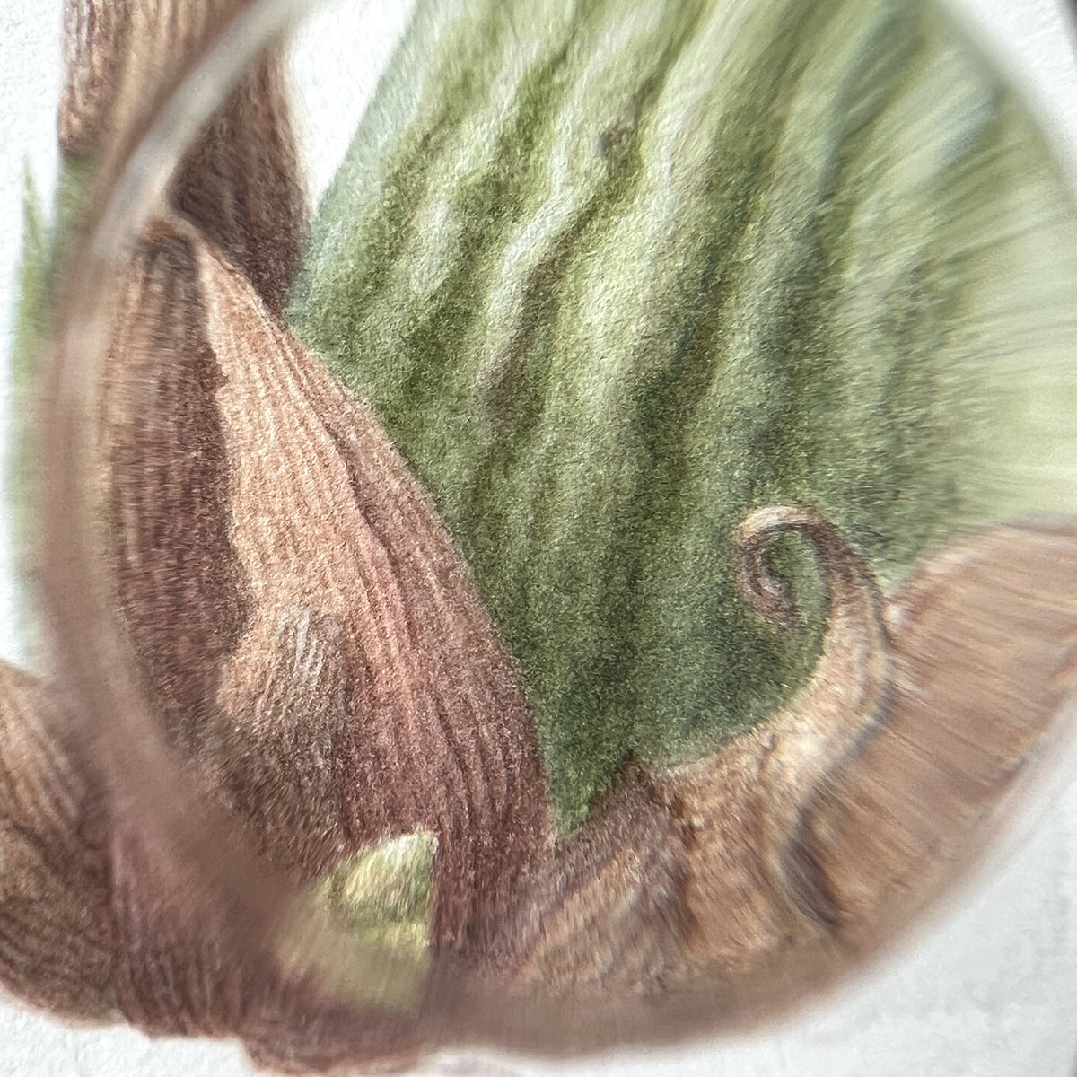Close-up through a magnifying glass — dried sheaths and pseudobulb at the base of the Zygopetalum Hybrid painting