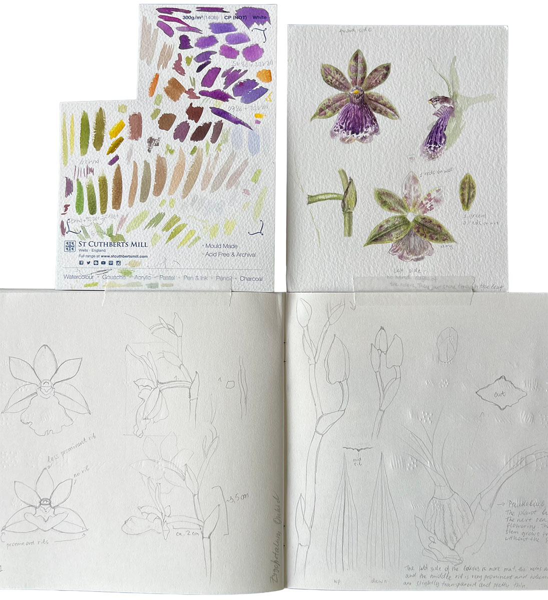 Pages from the botanical journal — pencil studies and notes on the Zygopetalum Hybrid