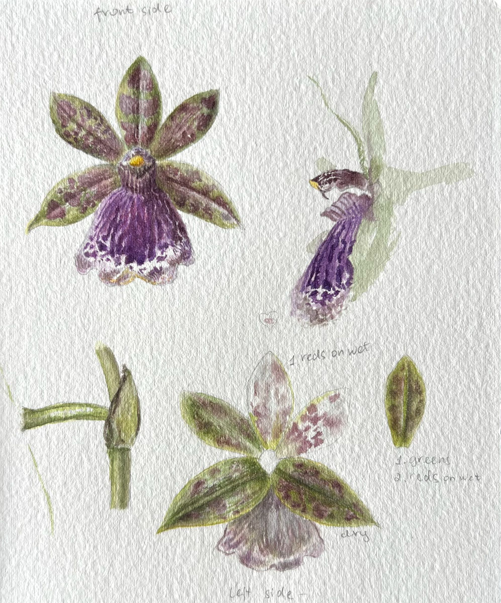 Watercolour swatches mixed from the living Zygopetalum Hybrid