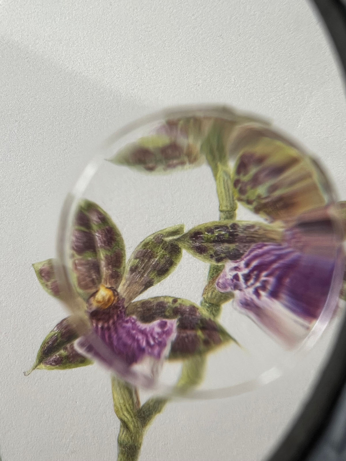 Magnifying glass over the Zygopetalum bloom — revealing the fine stippling and transparent glazes