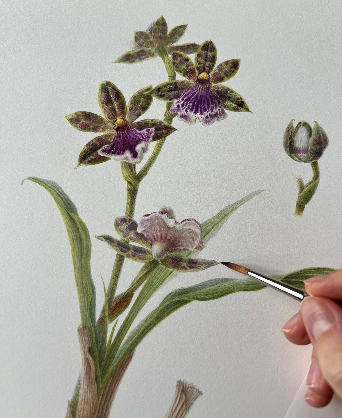 Painting in progress — fine brushwork on the leaves and dried sheaths at the base of the Zygopetalum Hybrid