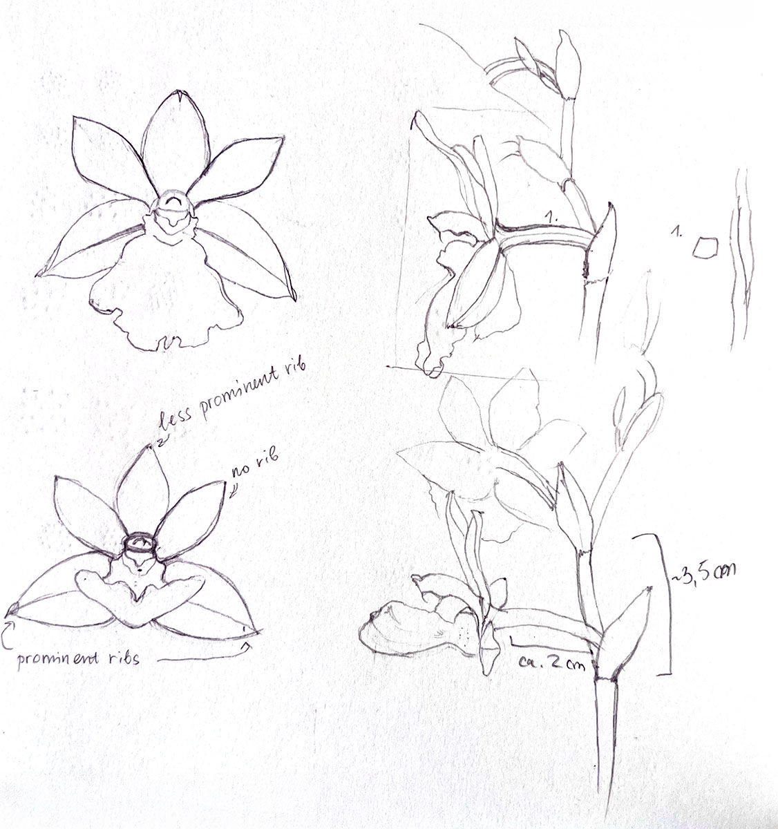 Pencil studies of the Zygopetalum Hybrid with botanical measurements and annotations