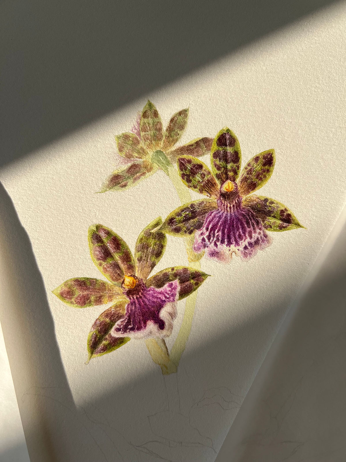 The Zygopetalum Hybrid painting in progress — blooms finished, base still to come