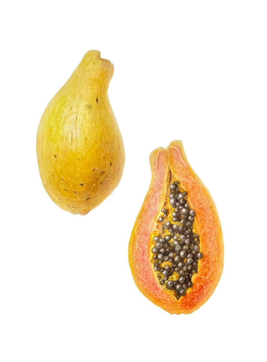 Carica papaya — Papaya botanical watercolour by Daria