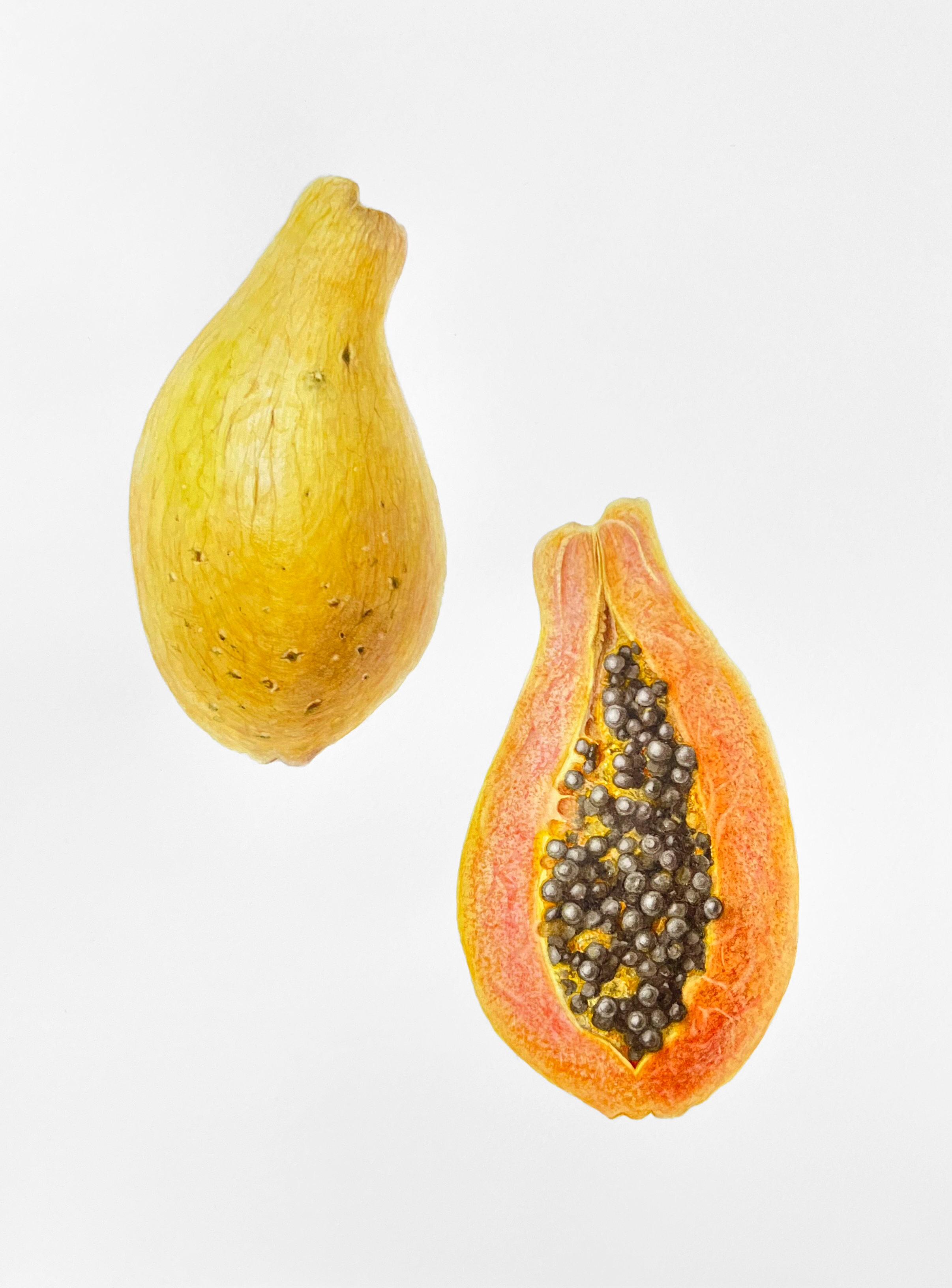 Carica papaya