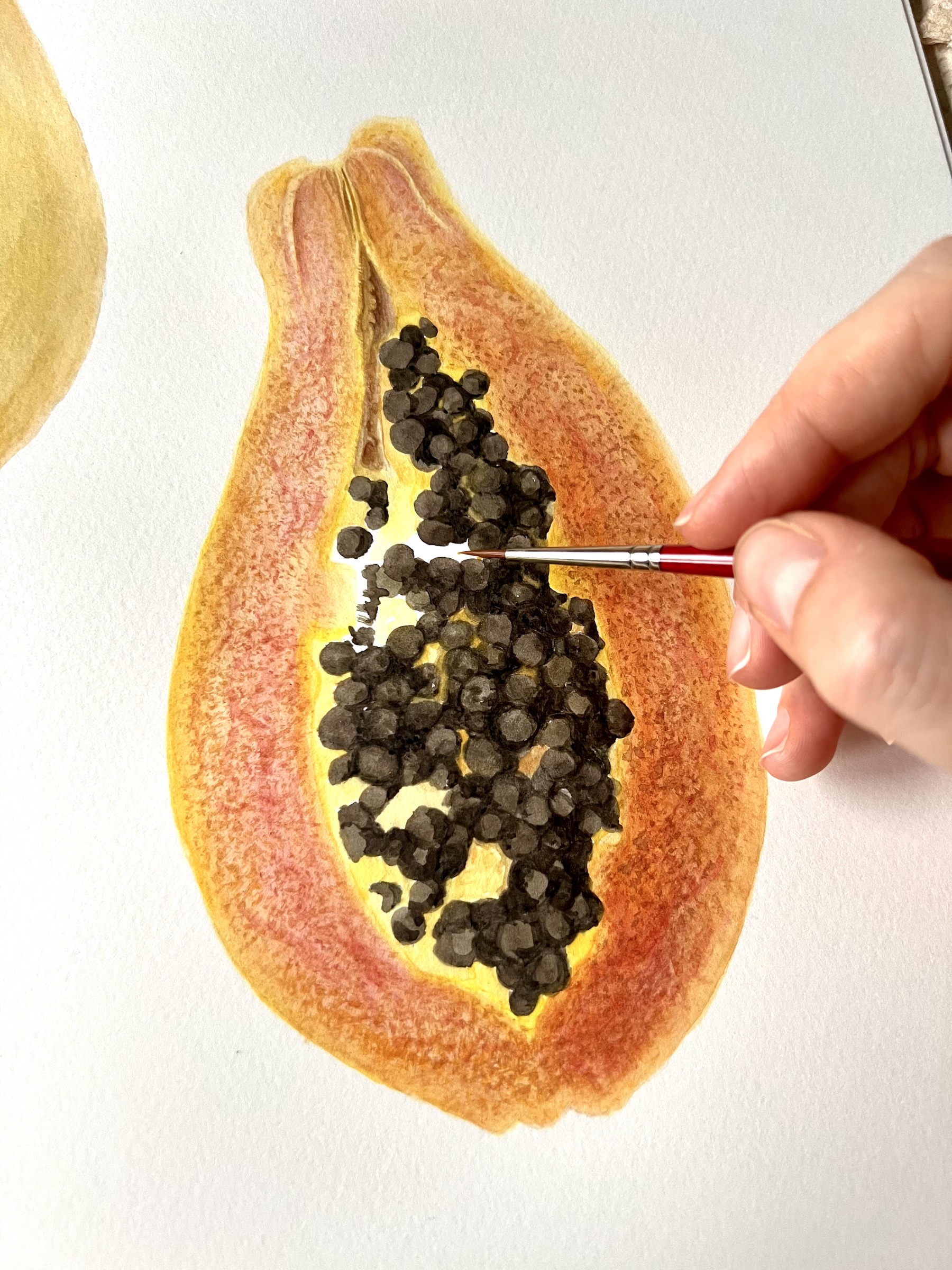 Carica papaya - Detail
