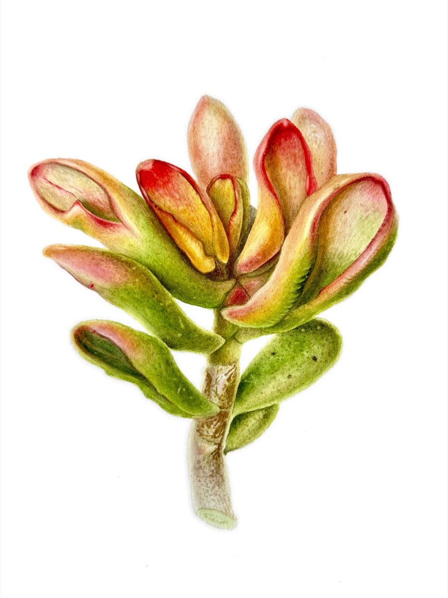 Crassula Ovata Gollum Tricolor — Succulent botanical watercolour by Daria