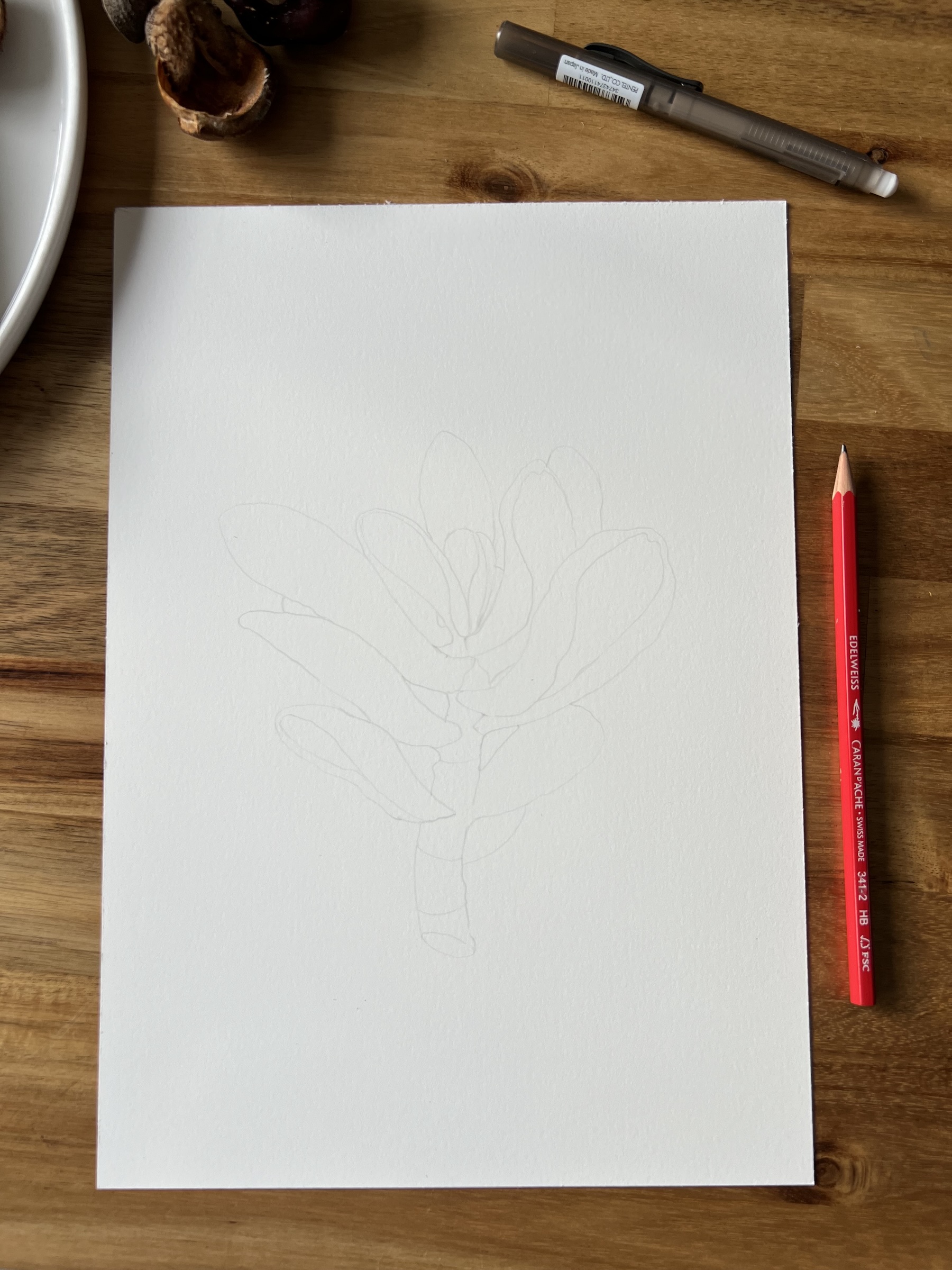 Crassula Ovata Gollum Tricolor - Detail