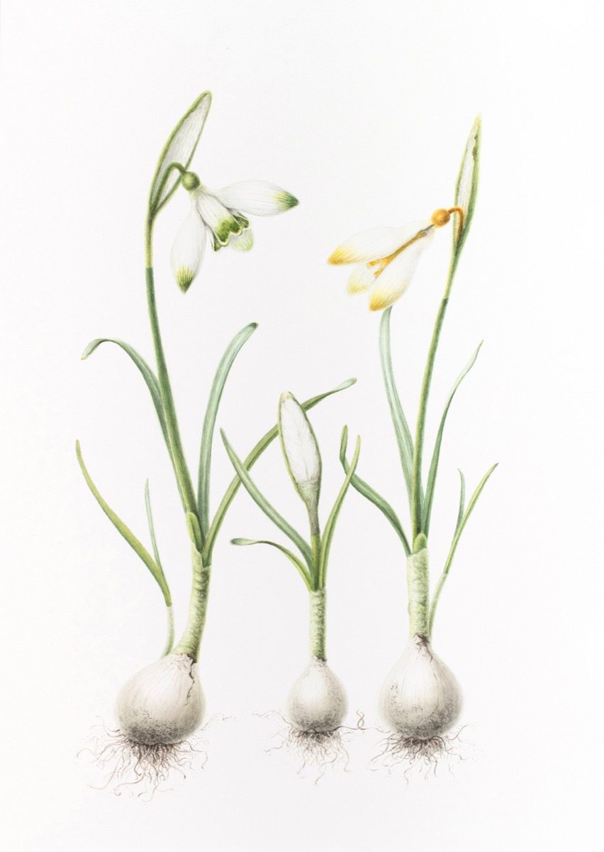 Galanthus — Snowdrop botanical watercolour by Daria