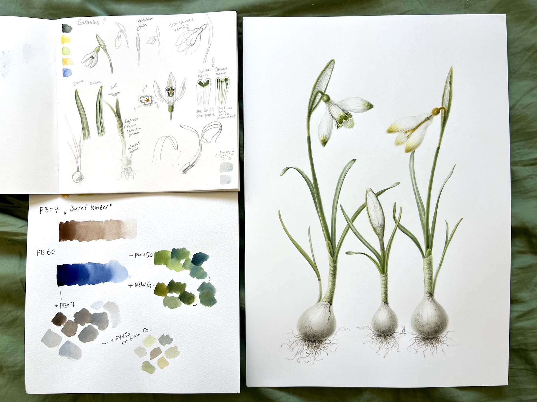 Galanthus — Close-up detail, watercolour by Daria