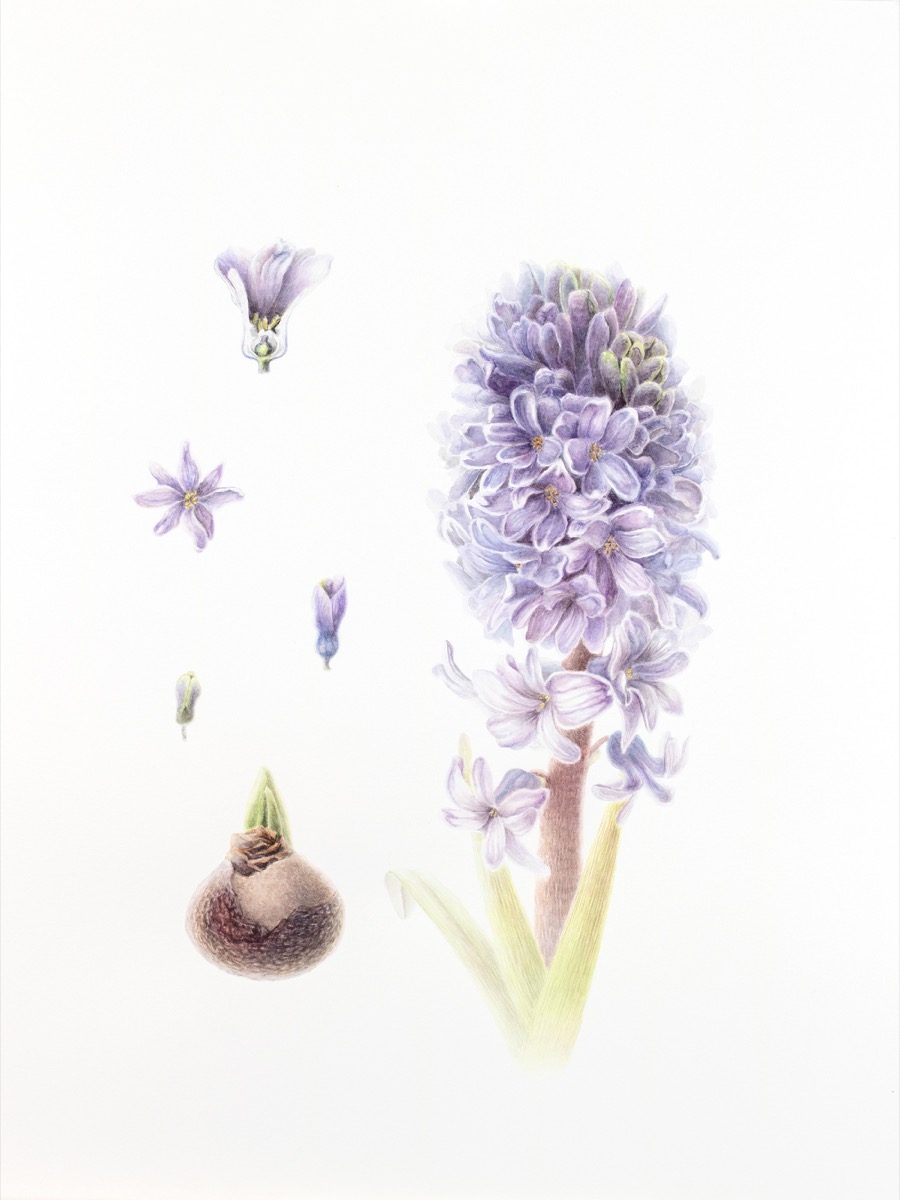 Hyacinthus — Botanical watercolour by Daria