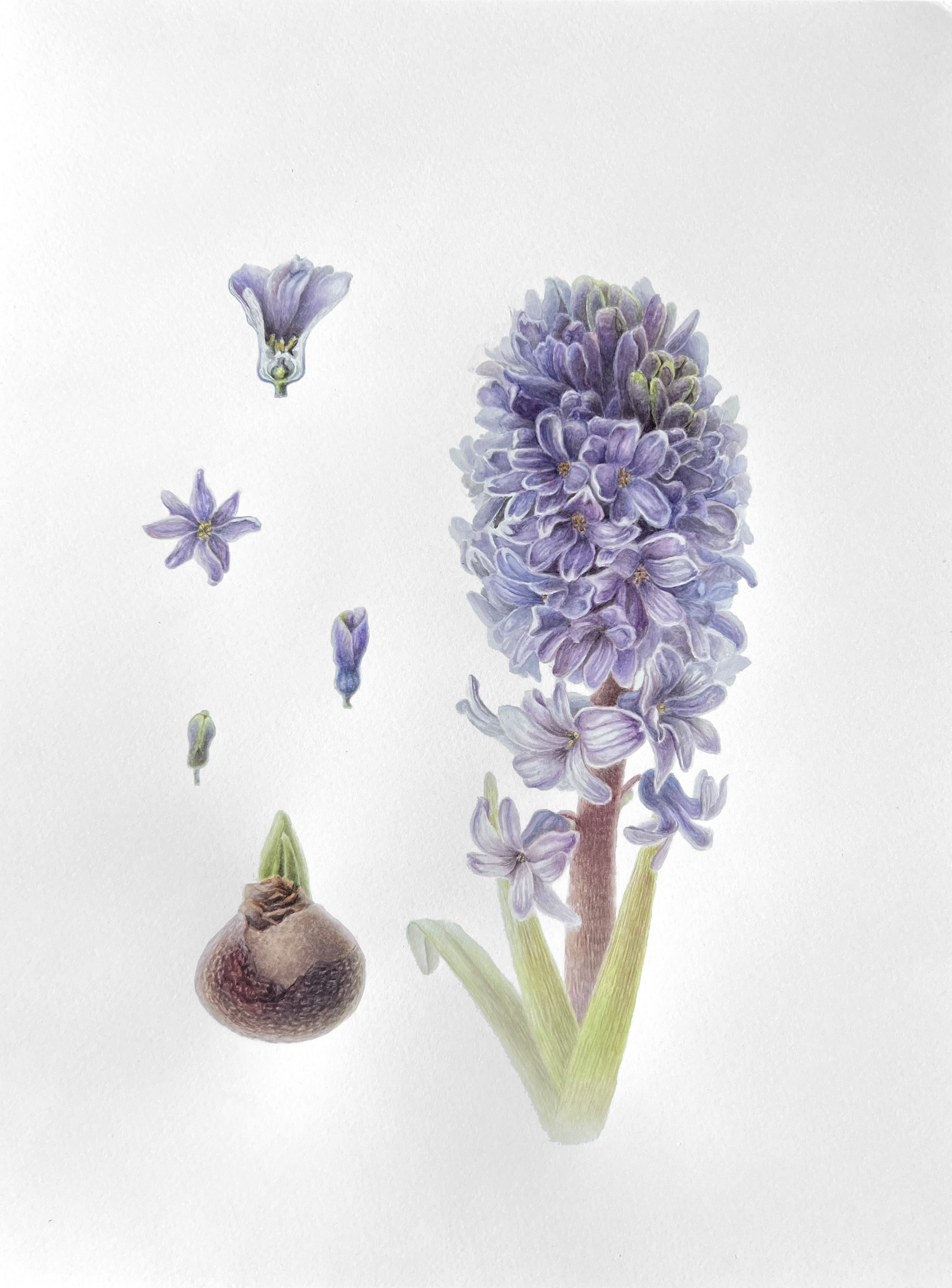 Hyacinthus