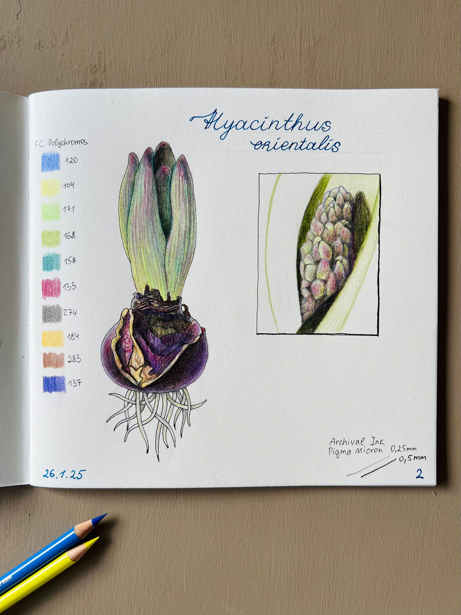 Hyacinthus — Close-up detail, watercolour by Daria