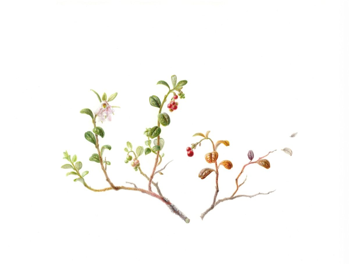 Of Blooming and Ripening — Lingonberry botanical watercolour by Daria