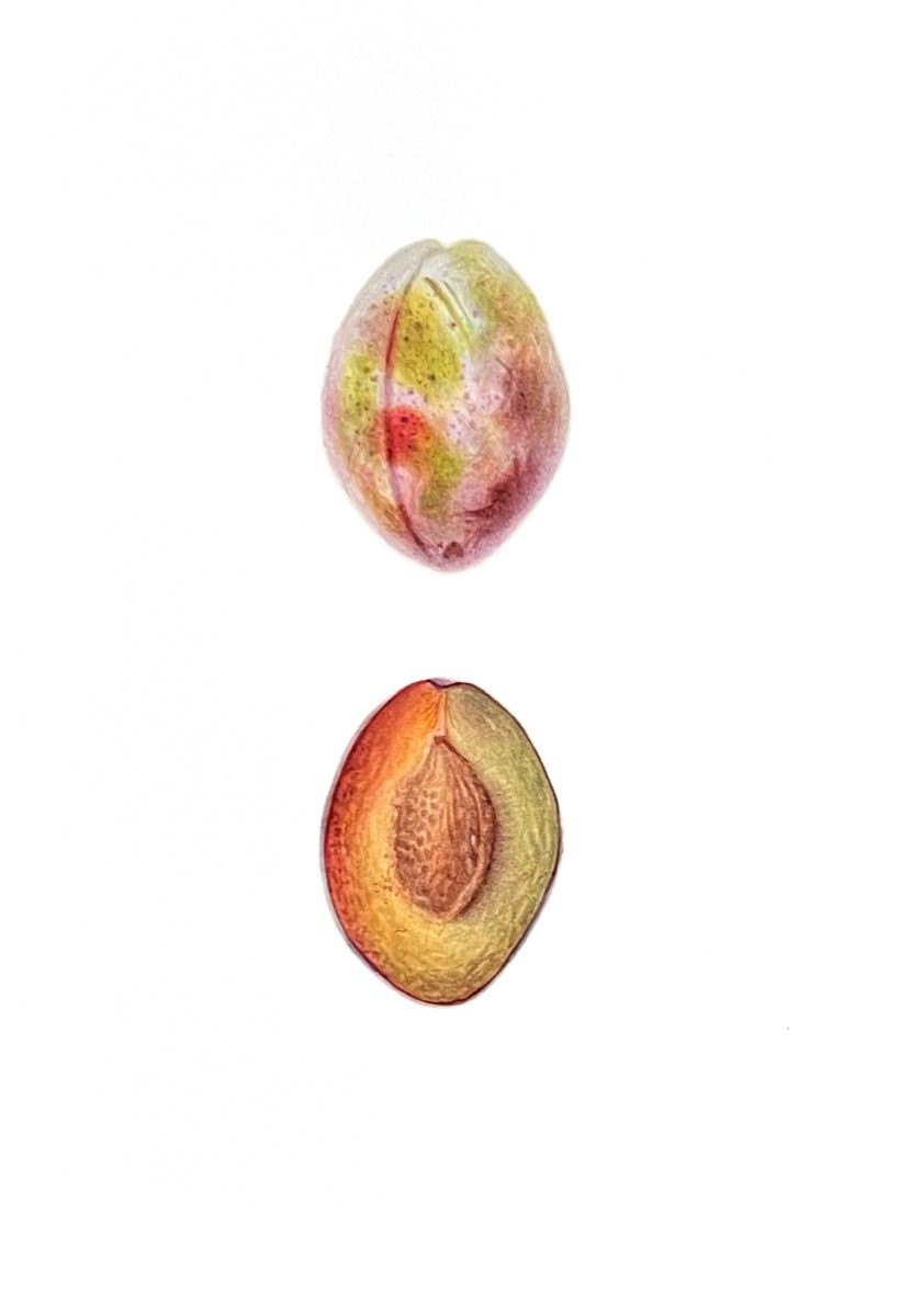 Plum Study — Prunus botanical watercolour by Daria