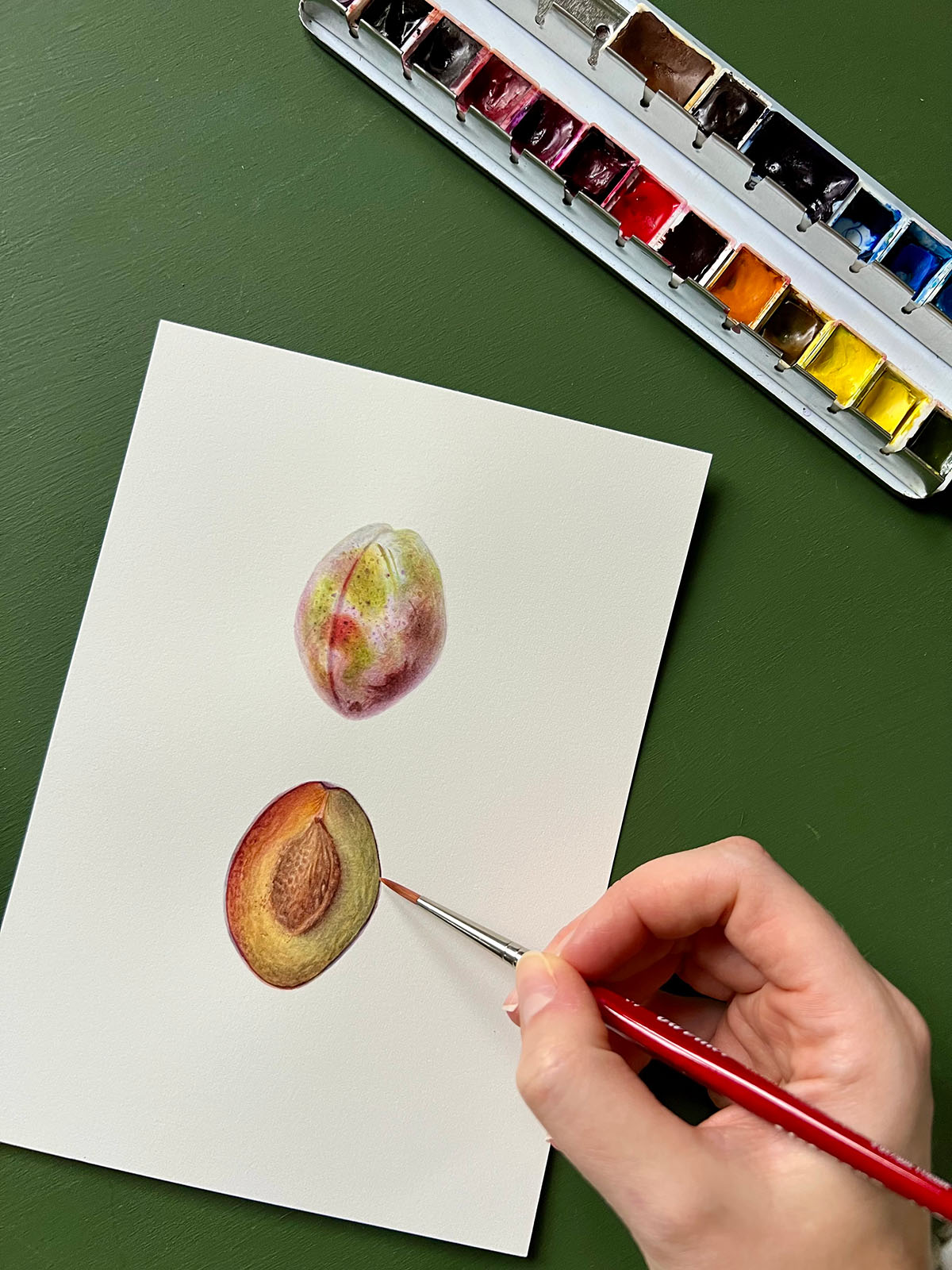 Prunus — Close-up detail, watercolour by Daria