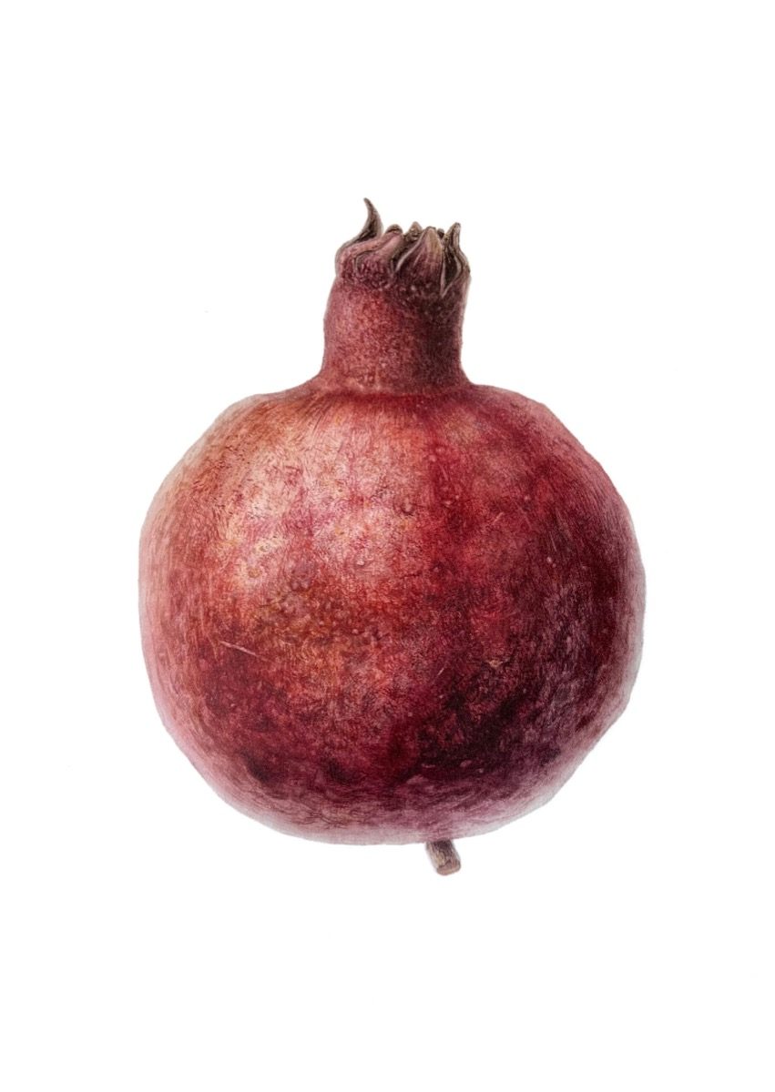 Skin on Skin — Pomegranate botanical watercolour by Daria