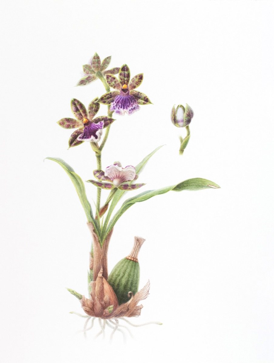 Zygopetalum Hybrid — Certificate of Merit, 3rd Place, World Orchid Conference 2026