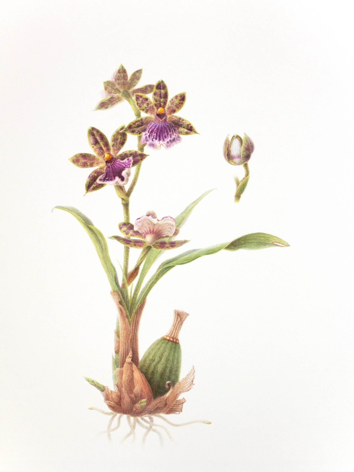 Zygopetalum Hybrid — Certificate of Merit, 3rd Place, World Orchid Conference 2026